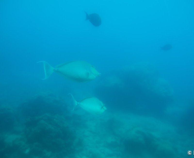 Cap Busena (Nago, Okinawa Honto), vue sur les poissons depuis l'un des hublots de l'observatoire sous-marin 2