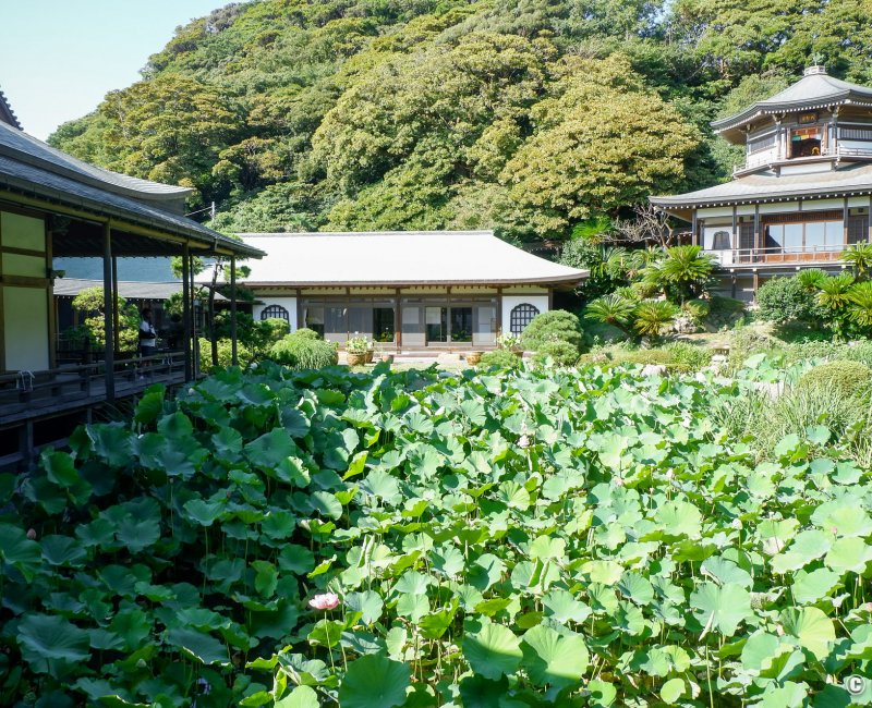 Komyo-ji (Kamakura), jardin Kishu Teien avec son étang de lotus et pavillon Daishokaku du temple
