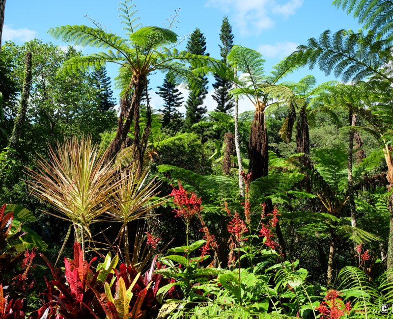Dino Park (Nago, Okinawa), vue sur la forêt subtropicale de Yanbaru