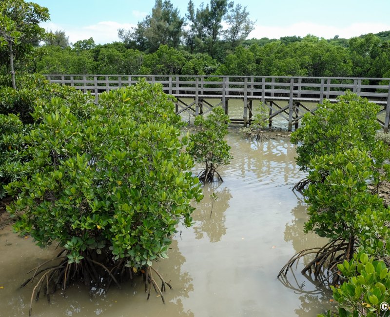Mangrove de Shimajiri (Miyako-jima), vue sur les palétuviers depuis la promenade sur pilotis