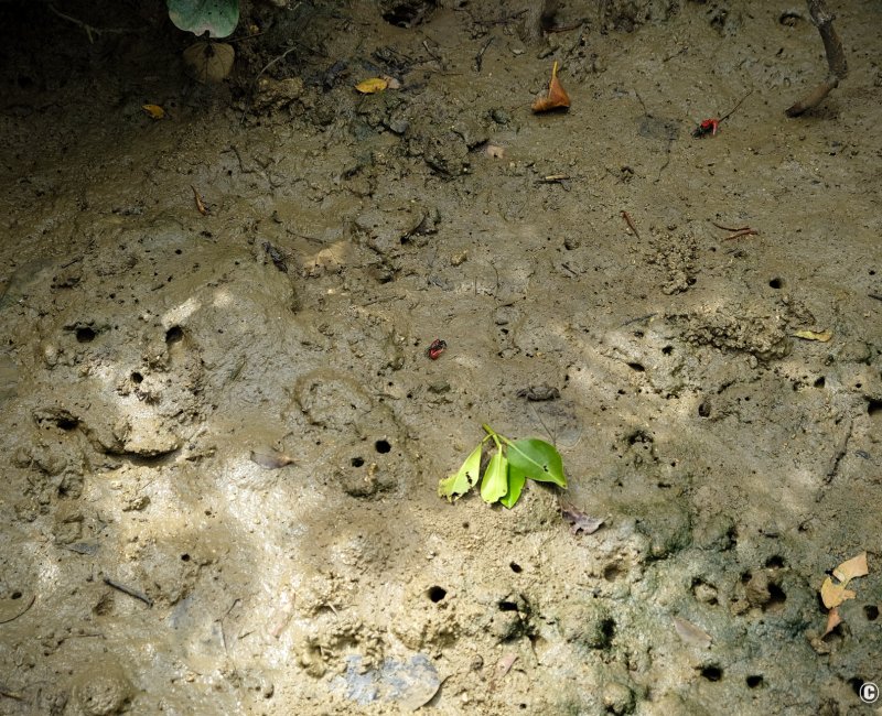 Mangrove de Shimajiri (Miyako-jima), vue sur les petits crabes à marée basse