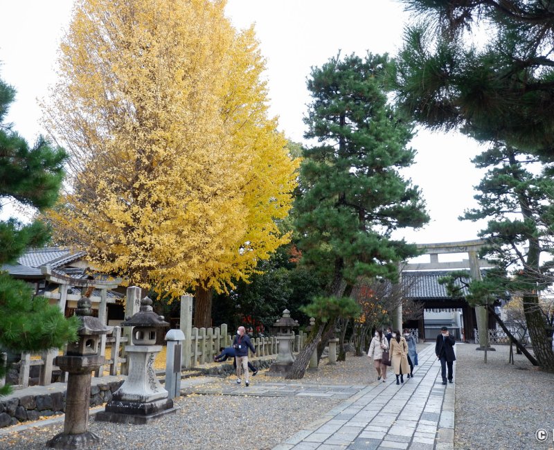 Gokonomiya-jinja (Kyoto), chemin pavé du sanctuaire à l'automne Gokonomiya-jinja (Kyoto), chemin pavé du sanctuaire à l'automne
