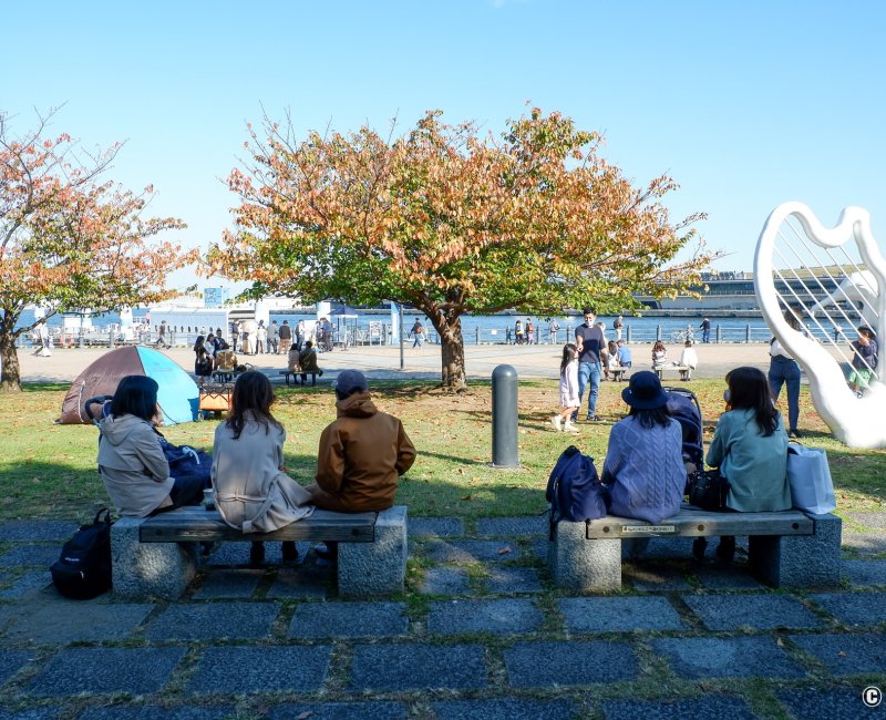 Minato Mirai 21 (Yokohama), vue sur les cerisiers à l'automne au port d'Akarenga Minato Mirai 21 (Yokohama), vue sur les cerisiers à l'automne au port d'Akarenga