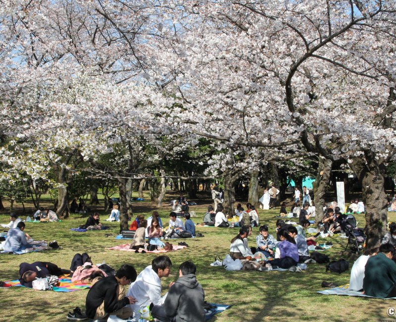 Parc Yoyogi (Tokyo), piques-niques sous les cerisiers en fleurs entre la fin du mois de mars et début avril Parc Yoyogi (Tokyo), piques-niques sous les cerisiers en fleurs entre la fin du mois de mars et début avril