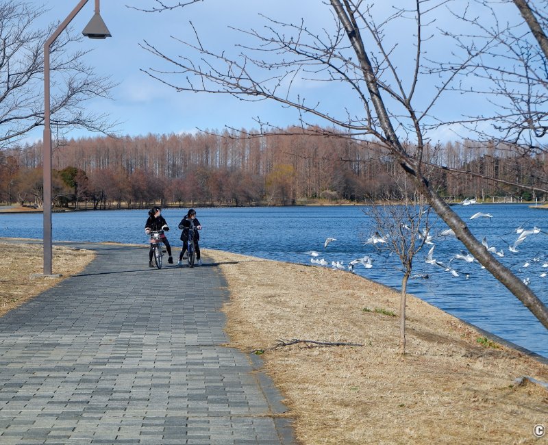 Katsushika (Tokyo), parc Mizumoto au bord de l'Edo-gawa en hiver 2
