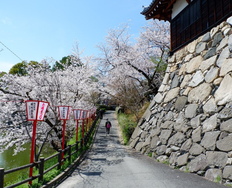 Château de Koriyama (Nara), parc pendant Yamatokoriyama Oshiro Matsuri 2