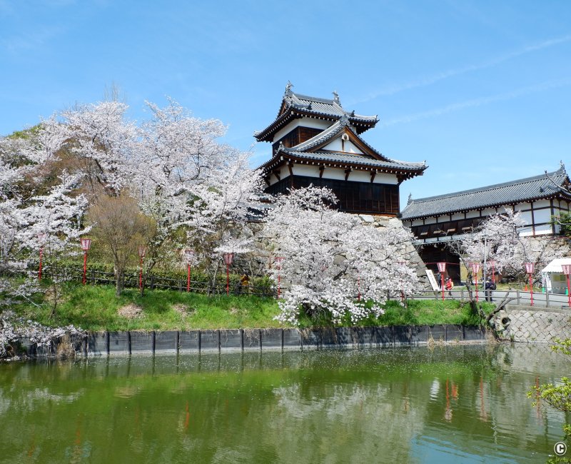 Château de Koriyama Le spot de sakura avec la vue sur Nara