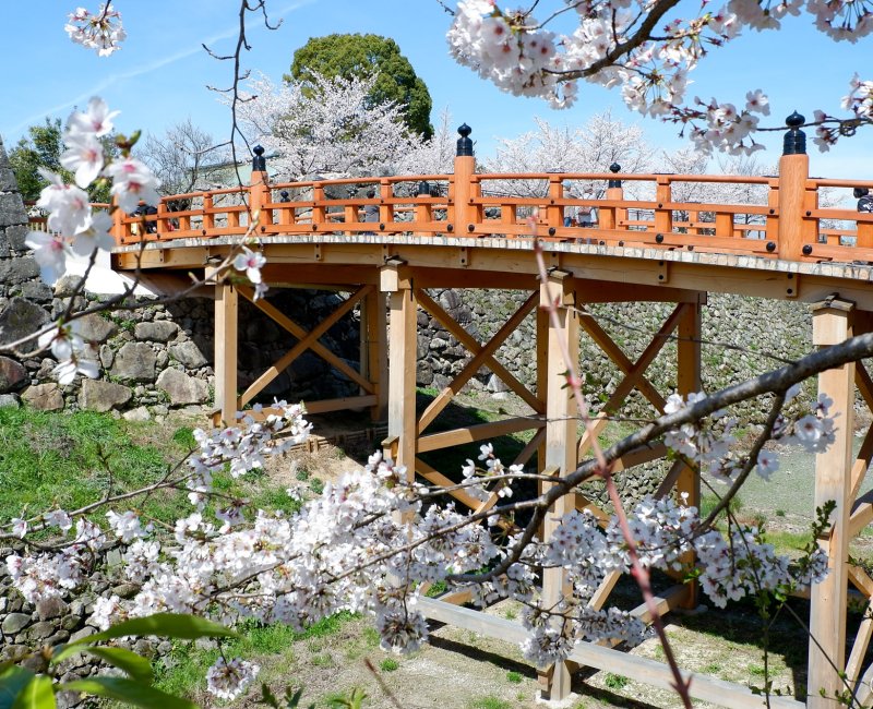 Château de Koriyama (Nara), pont Gokuraku-bashi avec cerisiers en fleurs