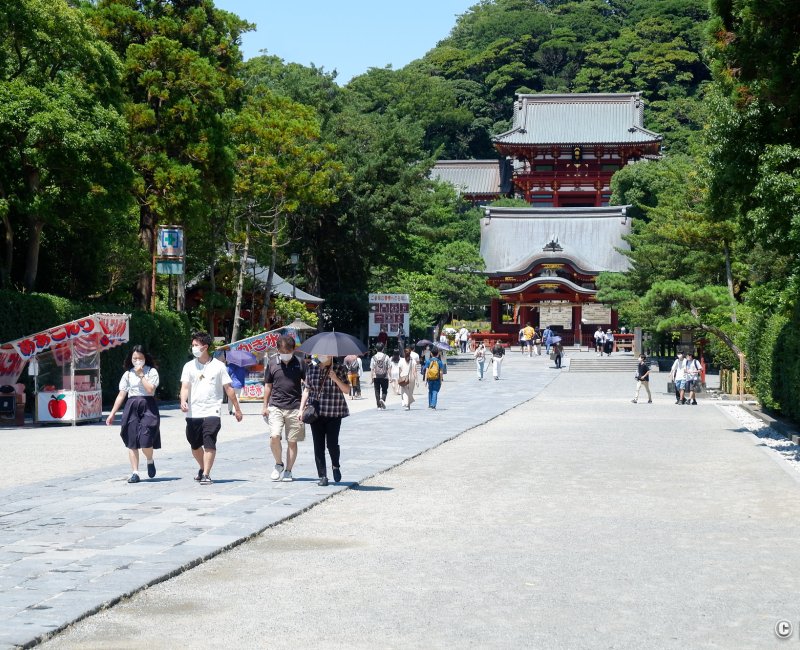 Tsurugaoka Hachiman-gu (Kamakura), allée intérieure principale du sanctuaire 2 Tsurugaoka Hachiman-gu (Kamakura), allée intérieure principale du sanctuaire 2