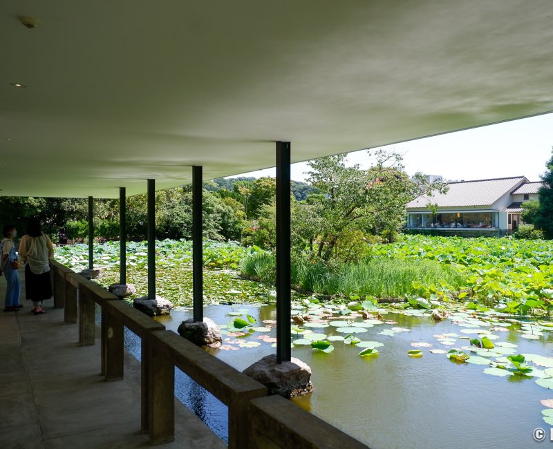 Tsurugaoka Hachiman-gu (Kamakura), vue sur l'étang Heike depuis le musée Bunkakan Tsurugaoka Tsurugaoka Hachiman-gu (Kamakura), vue sur l'étang Heike depuis le musée Bunkakan Tsurugaoka