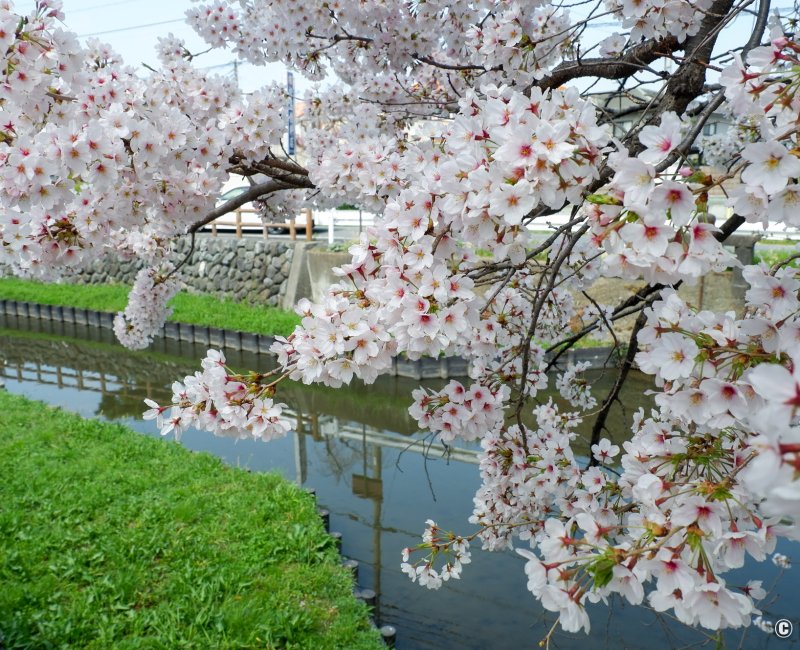 Shingashi-gawa (Kawagoe), branches de cerisiers en fleurs au-dessus de la rivière