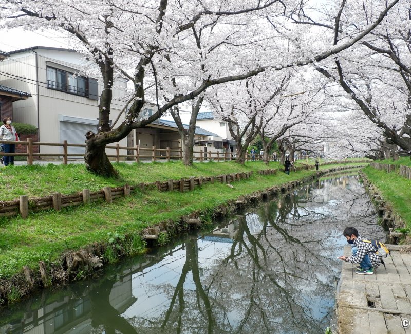 Shingashi-gawa (Kawagoe), balade sous les sakura en fleurs au bord de la rivière