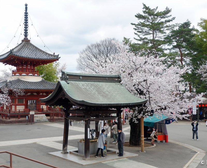Kita-in (Kawagoe), enceinte du temple lors de la floraison des sakura Kita-in (Kawagoe), enceinte du temple lors de la floraison des sakura