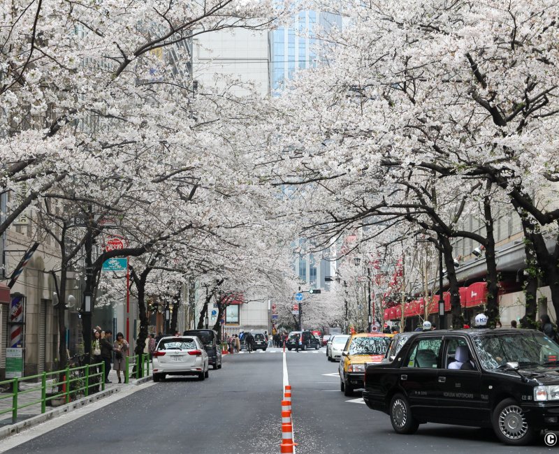 Yaesu (Tokyo), avenue Sakura-dori sous les cerisiers en fleurs au printemps