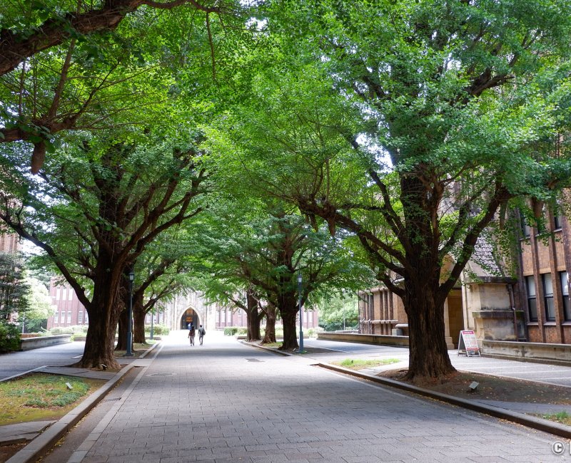 Todai (Tokyo), allée de ginkgos verts devant l'auditorium Yasuda