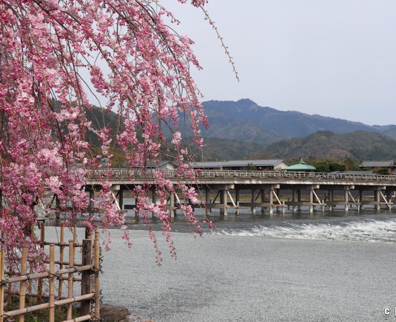 Togetsukyo (Kyoto), vue sur le pont en période de sakura début avril 3