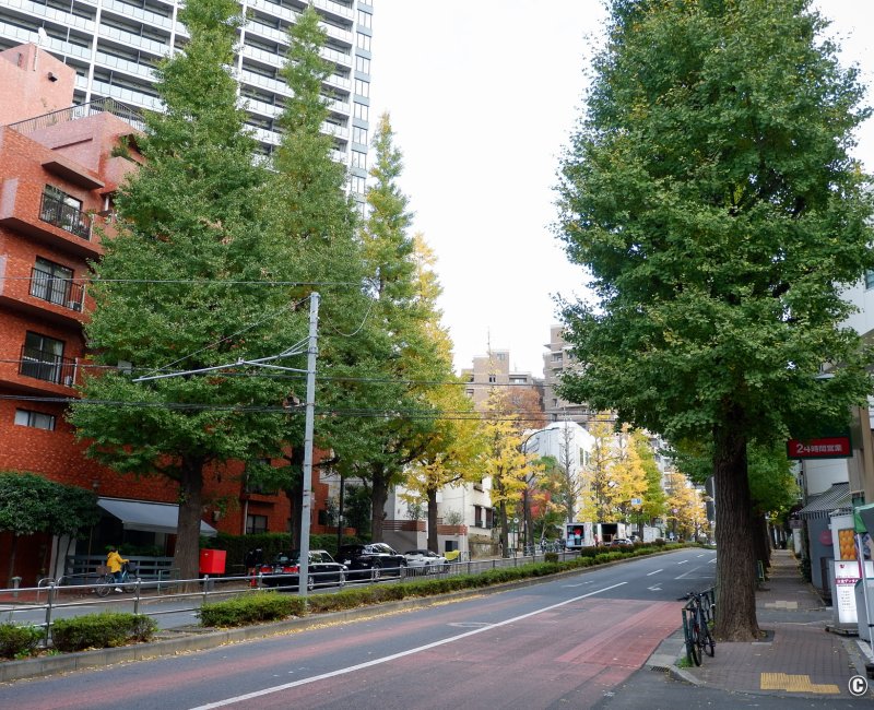 Shirokanedai (Tokyo), avenue Gaien Nishi-dori bordée de ginkgos