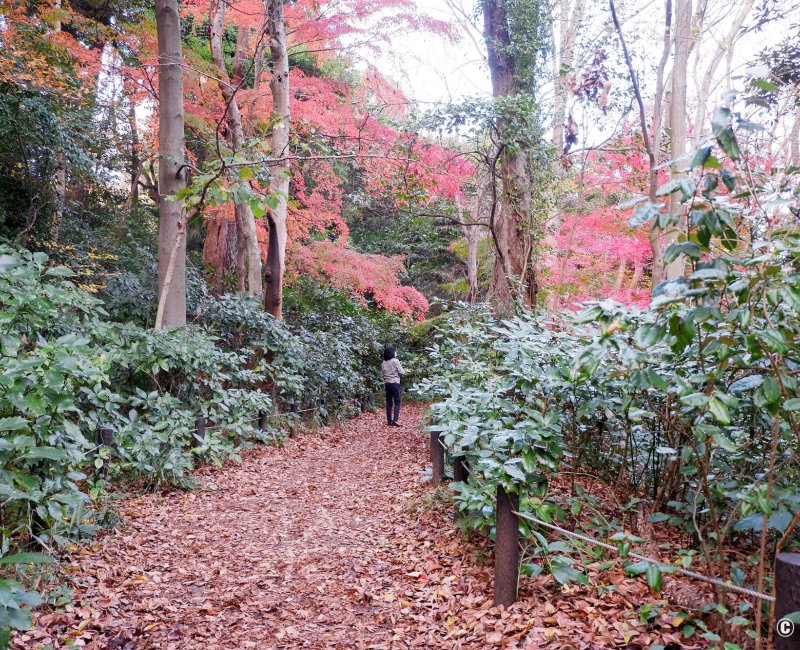 Shirokanedai (Tokyo), institut pour l'étude de la nature à l'automne 3
