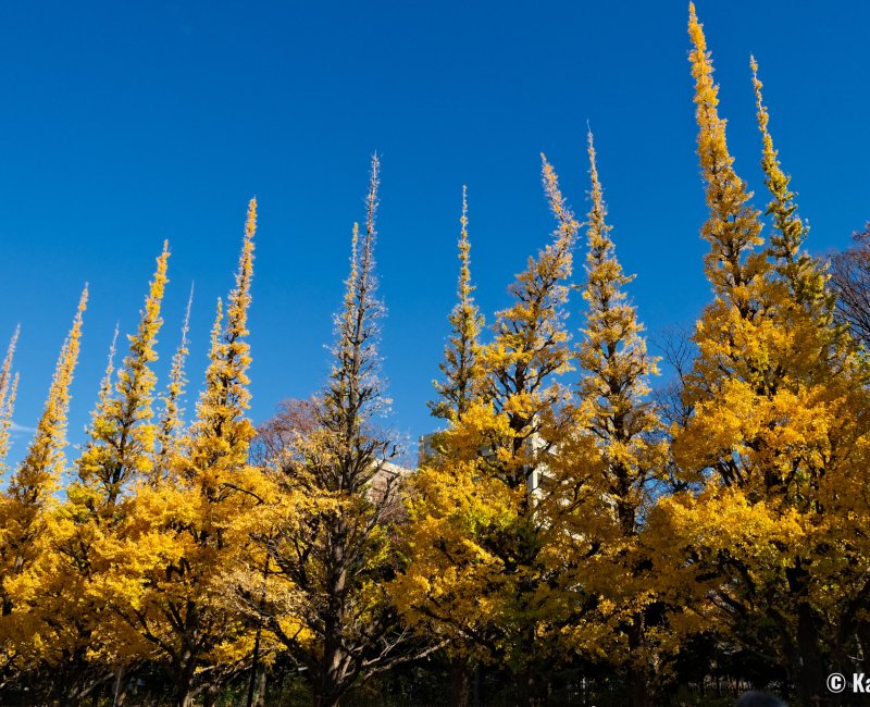 Icho Namiki du parc Meiji Jingu Gaien (Tokyo), ginkgos dégarnis face aux fortes et longues chaleurs de l'été 2023 Icho Namiki du parc Meiji Jingu Gaien (Tokyo), ginkgos dégarnis face aux fortes et longues chaleurs de l'été 2023