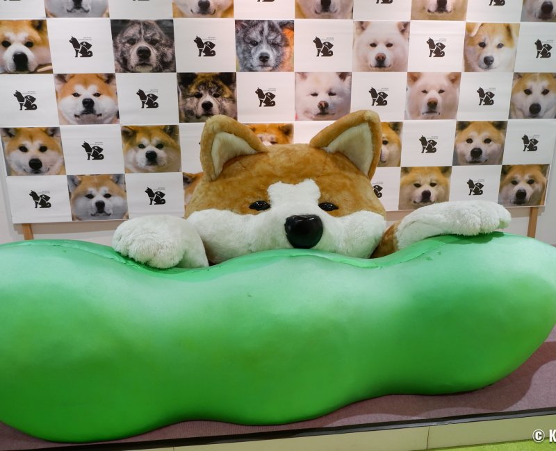 Akita-inu no Sato (Odate), grosse peluche de chien en exposition