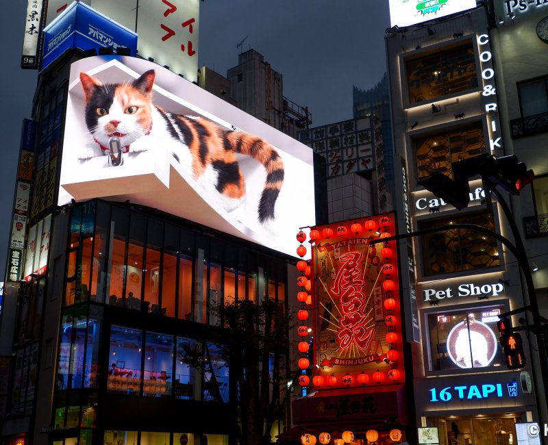 Chat 3D géant de Shinjuku qui parle au micro à la tombée de la nuit Chat 3D géant de Shinjuku qui parle au micro à la tombée de la nuit