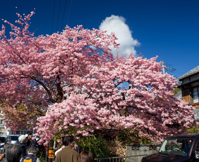 Kawazu-zakura Matsuri (Izu), floraison du cerisier Kawazu originel en février