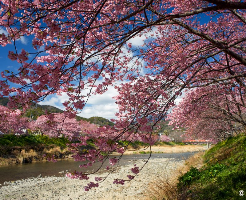 Kawazu-zakura Matsuri (Izu), vue sur la rivière bordée de cerisiers en pleine floraison en février Kawazu-zakura Matsuri (Izu), vue sur la rivière bordée de cerisiers en pleine floraison en février