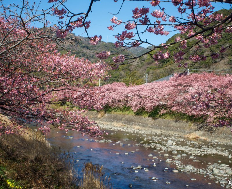Kawazu-zakura Matsuri (Izu), vue sur la rivière et les cerisiers en fleurs 4
