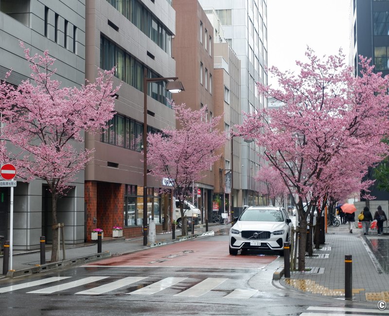 Ajisai-dori (Nihonbashi, Tokyo), vue sur l'avenue rose et fleurie début mars 2 Ajisai-dori (Nihonbashi, Tokyo), vue sur l'avenue rose et fleurie début mars 3