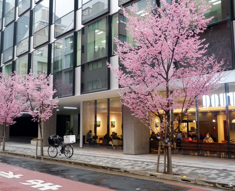 Ajisai-dori (Nihonbashi, Tokyo), café Doutor Coffee et cerisiers Okame en fleurs Ajisai-dori (Nihonbashi, Tokyo), café Doutor Coffee et cerisiers Okame en fleurs