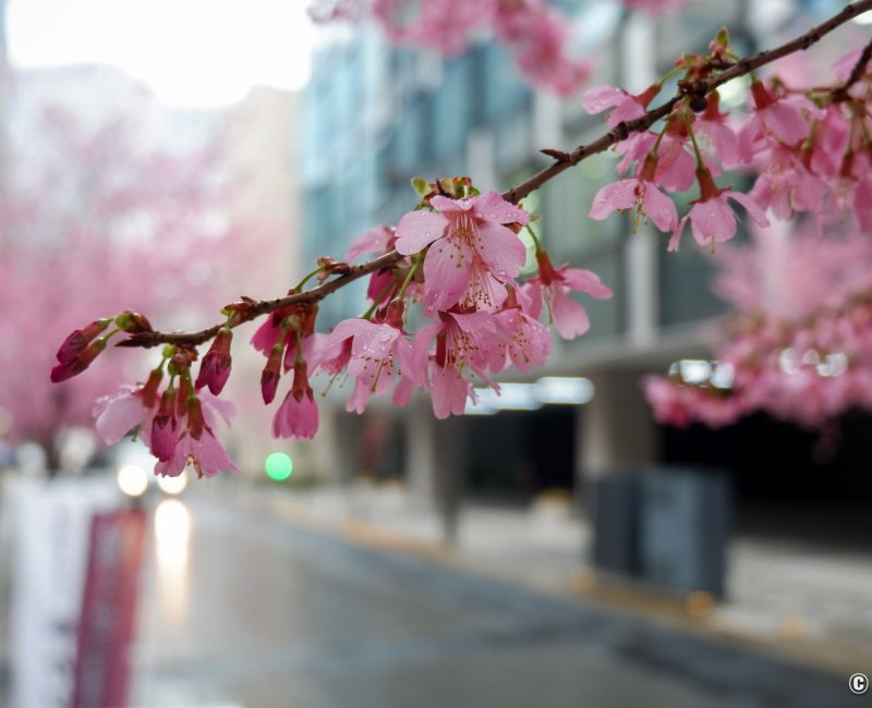 Ajisai-dori (Nihonbashi, Tokyo), fleurs de cerisier Okame-zakura 2 Ajisai-dori (Nihonbashi, Tokyo), fleurs de cerisier Okame-zakura 2