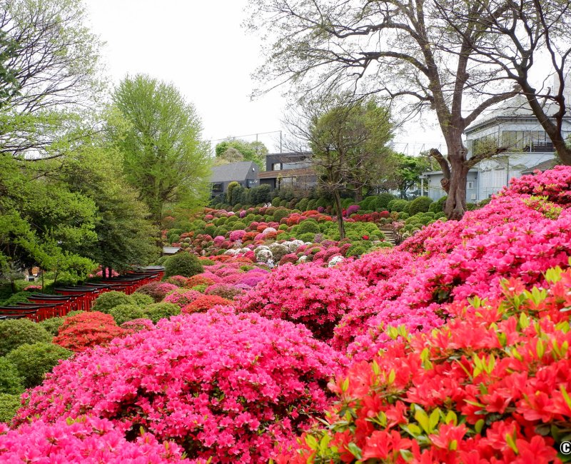 Bunkyo Tsutsuji Matsuri (Tokyo), vue sur les azalées en fleurs du Nezu-jinja en avril