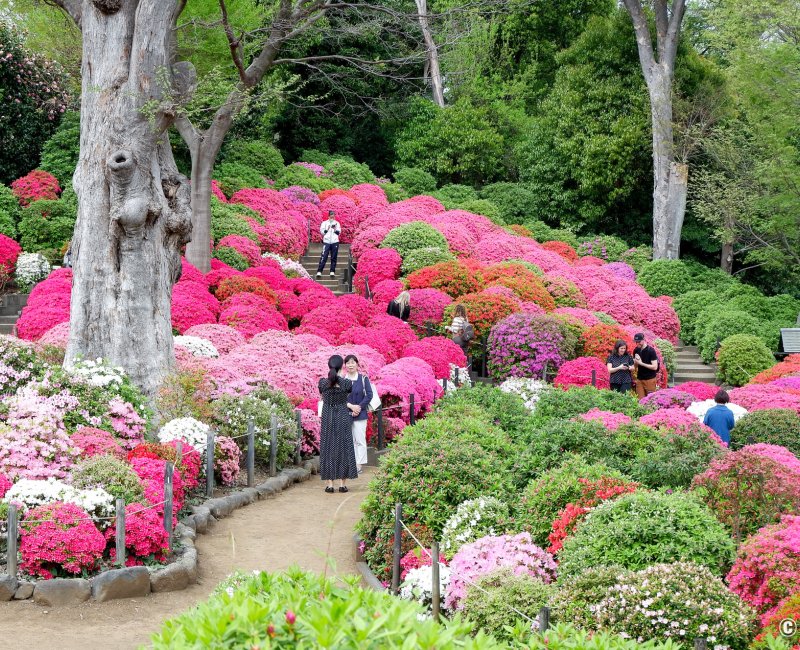 Bunkyo Tsutsuji Matsuri (Tokyo), allée du jardin d'azalées du sanctuaire Nezu-jinja 4 Bunkyo Tsutsuji Matsuri (Tokyo), allée du jardin d'azalées du sanctuaire Nezu-jinja 4