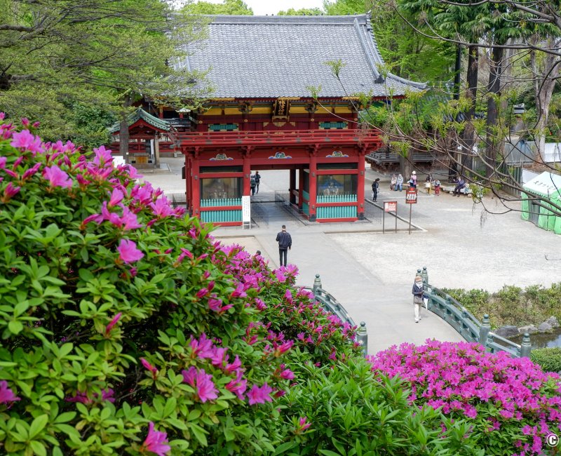Bunkyo Tsutsuji Matsuri (Tokyo), vue sur la porte Romon du Nezu-jinja depuis la colline aux azalées Bunkyo Tsutsuji Matsuri (Tokyo), vue sur la porte Romon du Nezu-jinja depuis la colline aux azalées