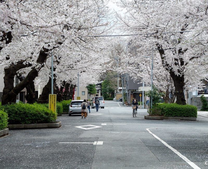 Cimetière de Yanaka (Tokyo), rue en période de floraison des sakura