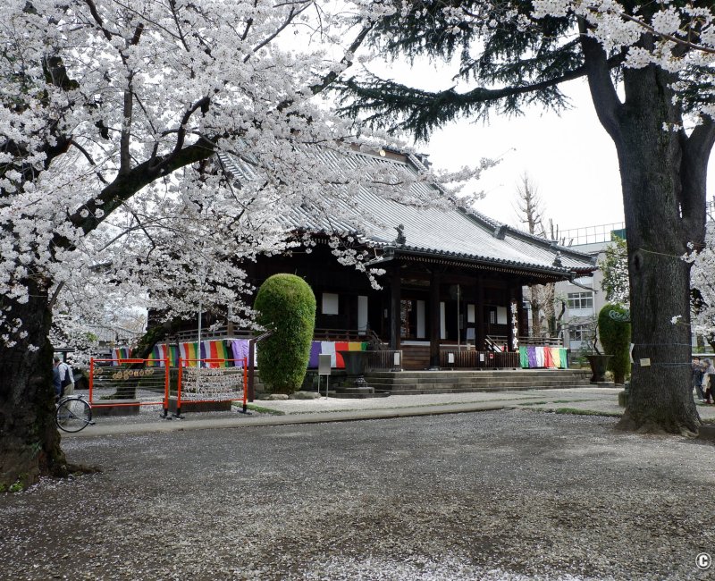 Cimetière de Yanaka (Tokyo), pavillon Konponchu-do du temple Kan'ei-ji sous les cerisiers en fleurs