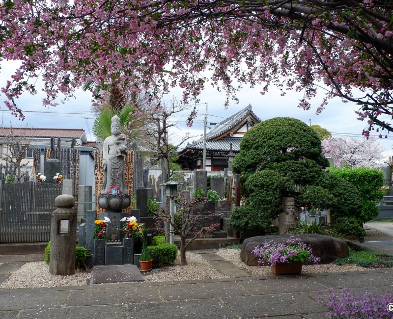 Cimetière de Yanaka (Tokyo), statue Jibo Kannon du temple Daigyo-ji et sakura en fleurs