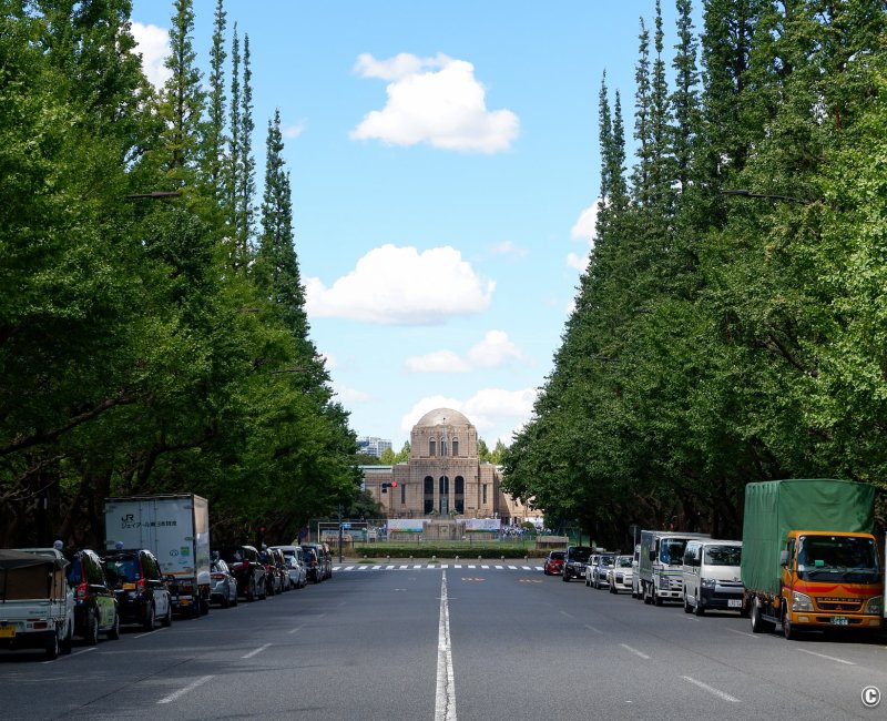 Meiji Jingu Gaien (Tokyo), avenue Icho Namiki avec ginkgo biloba verts en été