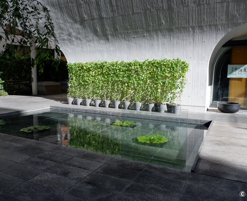 Shinjuku Ruriko-in Byakurenge-do (Tokyo), plan d'eau aux lotus et entrée du temple bouddhiste