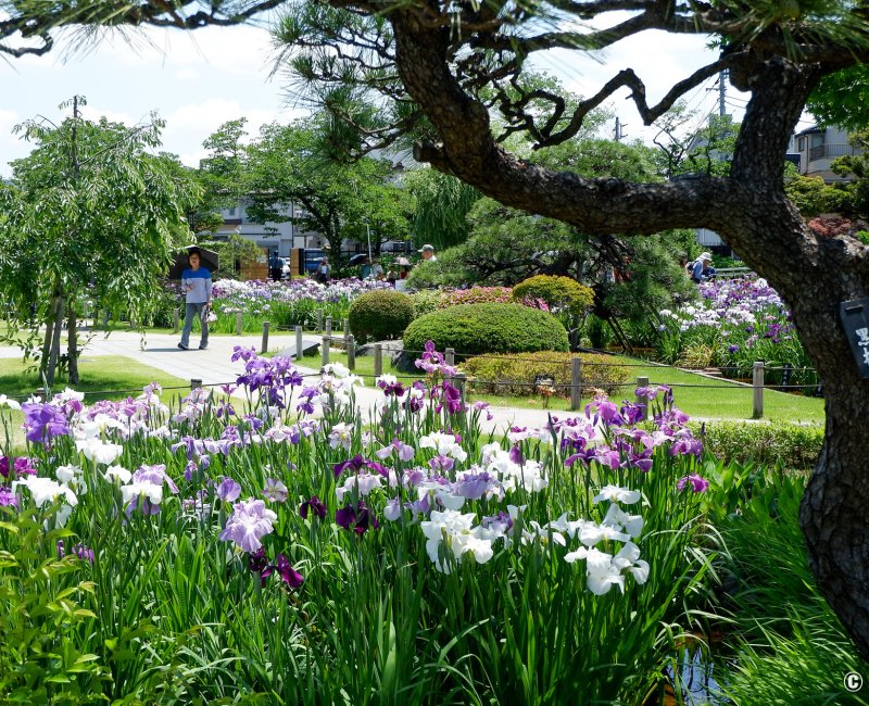 Horikiri Shobu-en (Tokyo), iris en fleurs au mois de juin Horikiri Shobu-en (Tokyo), iris en fleurs au mois de juin