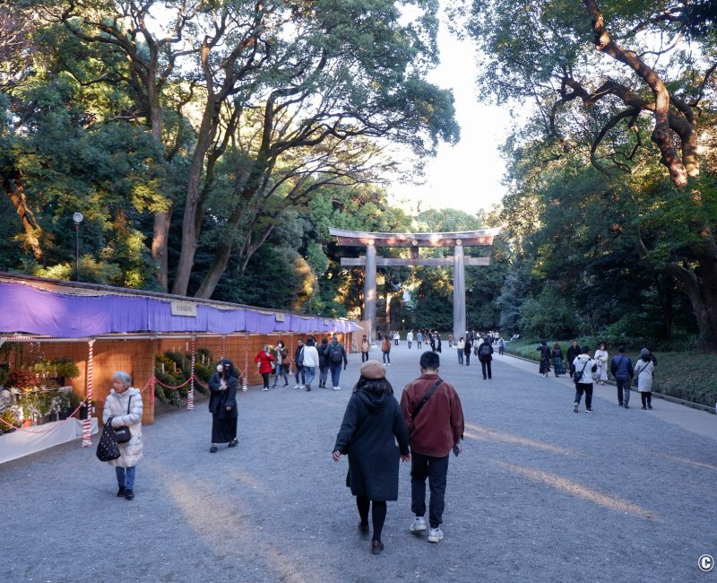 Meiji-jingu (Tokyo), exposition de chrysanthèmes pour Kiku Matsuri 3 Meiji-jingu (Tokyo), exposition de chrysanthèmes pour Kiku Matsuri 3