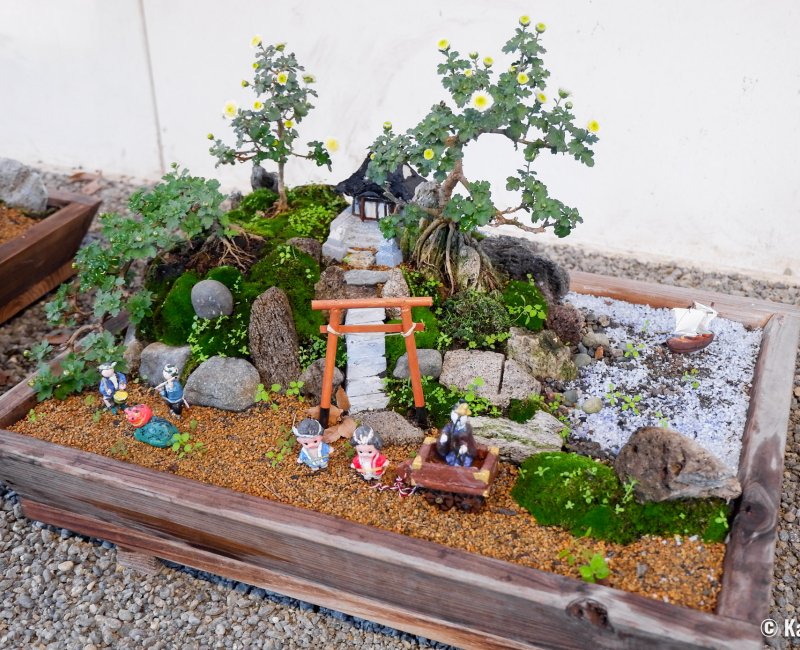 Meiji-jingu (Tokyo), exposition de bonsaï de chrysanthème pour Kiku Matsuri Meiji-jingu (Tokyo), exposition de bonsaï de chrysanthème pour Kiku Matsuri