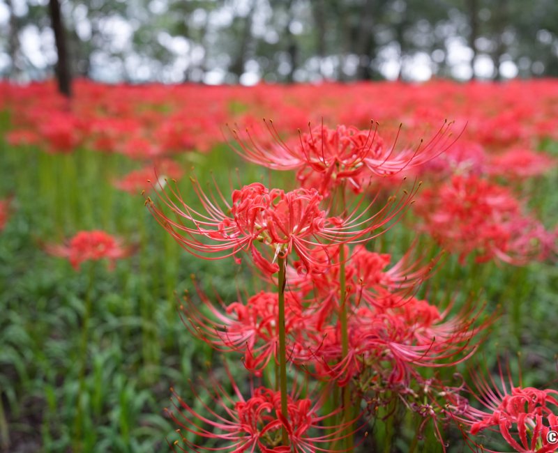 Kinchakuda Manjushage (Saitama), champs de lycoris rouges en fleurs