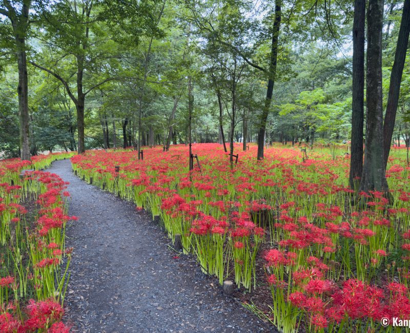 Kinchakuda Manjushage (Saitama), allée du parc pendant la floraison des Higanbana fin septembre
