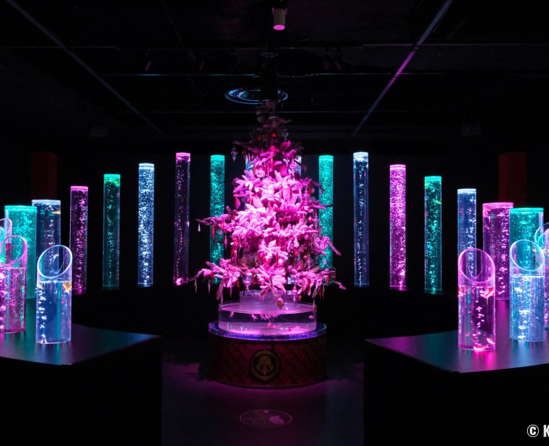 Art Aquarium Museum GINZA (Tokyo), espace d'exposition Goldfish bamboo forest avec décorations de Noel
