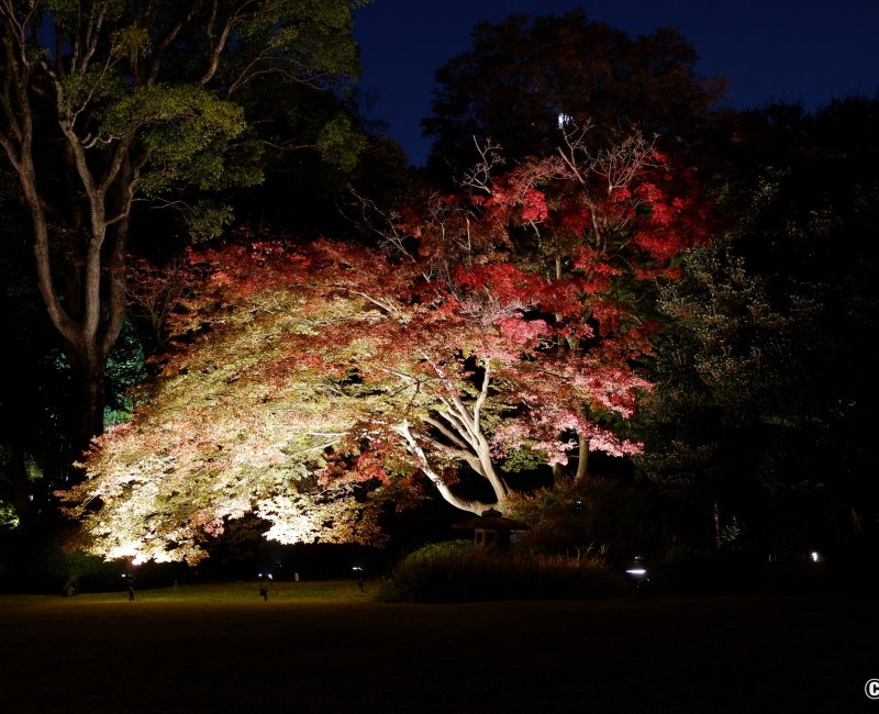 Illuminations automnales du Rikugi-en (Tokyo), vue nocturne sur les feuilles Koyo qui virent au rouge Illuminations automnales du Rikugi-en (Tokyo), vue nocturne sur les feuilles Koyo qui virent au rouge