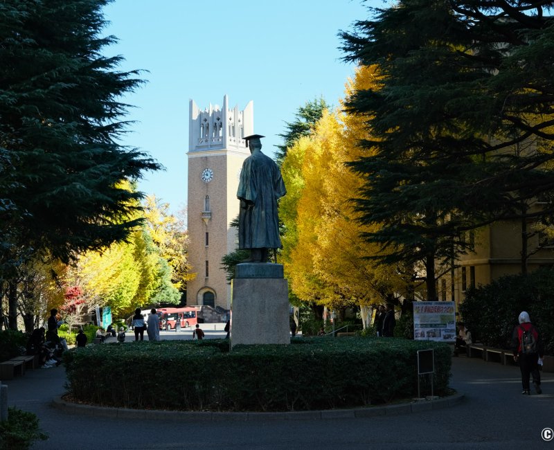 Université de Waseda (Tokyo), statue de Shigenobu Okuma et ginkgos à l'automne