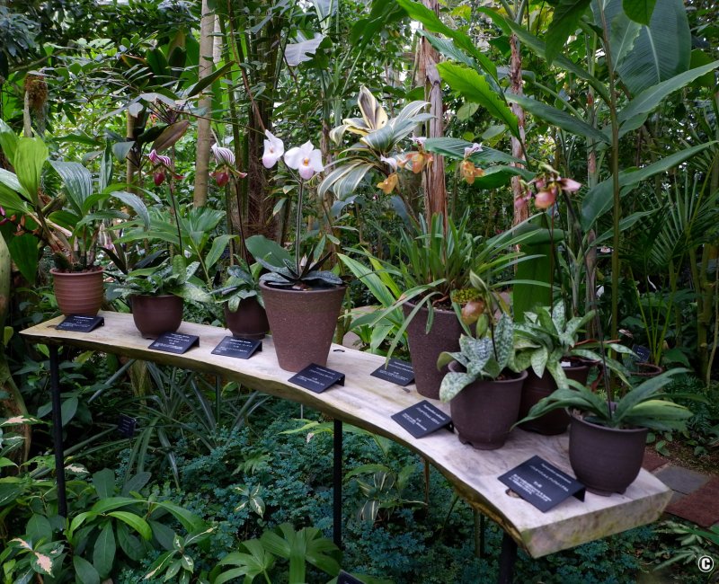 Jardin botanique Makino (Kochi), Collection d'orchidées dans la grande serre Conservatory