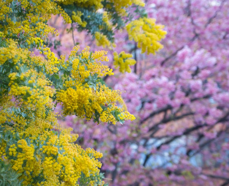 Kuramae-jinja (Tokyo), floraison du mimosa et cerisier Kawazu début mars Kuramae-jinja (Tokyo), floraison du mimosa et cerisier Kawazu début mars