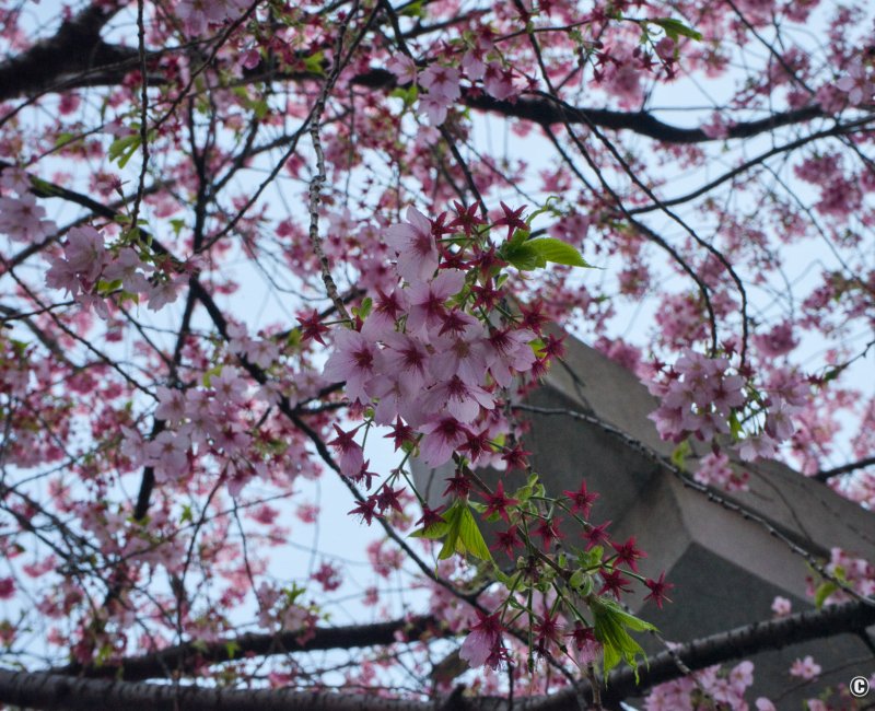 Kuramae-jinja (Tokyo), cerisier Kawazu en fleurs et porte Torii Kuramae-jinja (Tokyo), cerisier Kawazu en fleurs et porte Torii